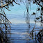 Red Mangrove
