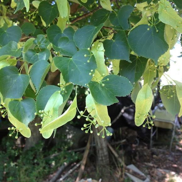 Spotting Image 1