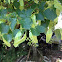 Linden tree