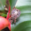 Flat bug/bark bug