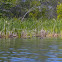 Pied-billed Grebe