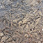 Goose tracks