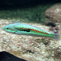 Mediterranean rainbow wrasse
