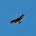 Golden Eagle