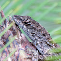 Brown anole, male