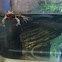 Bombini Toad / Firebelly Toad