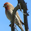 House Finch