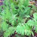 New York Fern