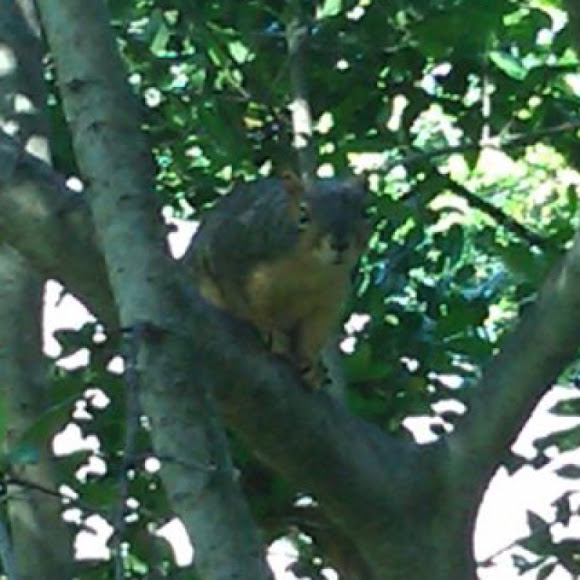 Spotting Image 1