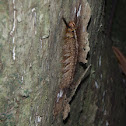 caterpillar