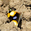 Yellow Pansy Male