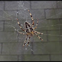 Cross Orbweaver