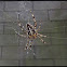 Cross Orbweaver