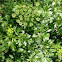 Italian parsley