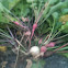Various Radishes