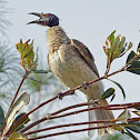 Noisy Friarbird