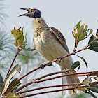 Noisy Friarbird