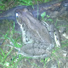Green Frog