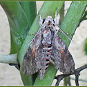 Convolvulus Hawk Moth