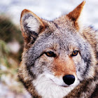 Coyote