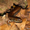 Murray's skink