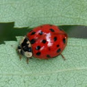 Asian Ladybug