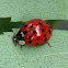Asian Ladybug