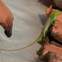 Lizard