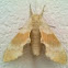 Virginia Creeper Sphinx Moth