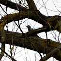 Great Spotted Woodpecker