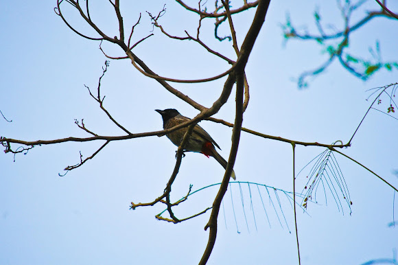 Spotting Image 1