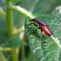 Unidentified Diptera