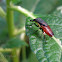 Unidentified Diptera