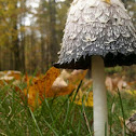 Shaggy Mane (opened)