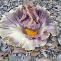 Elephant foot yam