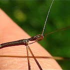 Thread-legged Assassin Bug