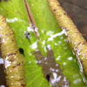 Tadpole