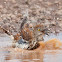 Brown Thrasher