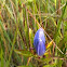 Bottle gentian