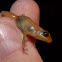 Dink frog