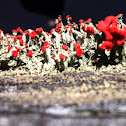 British Soldiers Lichen