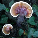 varnish shelf fungus