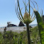 teasel