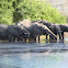African Elephant