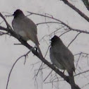 Dark-capped bulbul