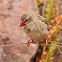 Red-billed Quelea