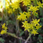 Goldmoss Stonecrop, scharfer Mauerpfeffer