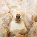 Adult Lace Bug