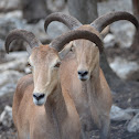 Ram or Sheep