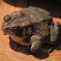 Eastern American Toad